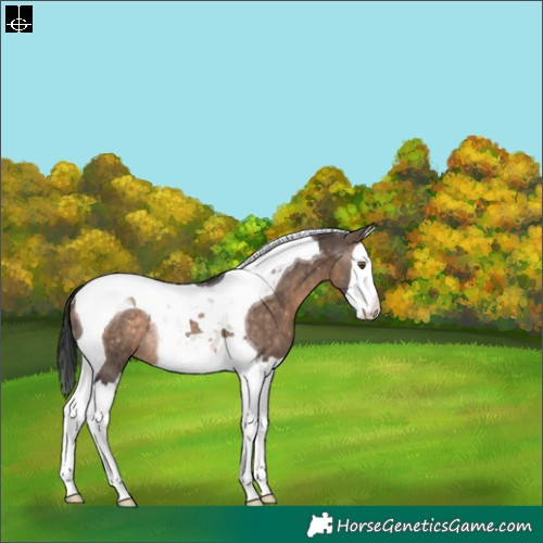 Horse Color:Brown Dun Splash Tobiano Rabicano 