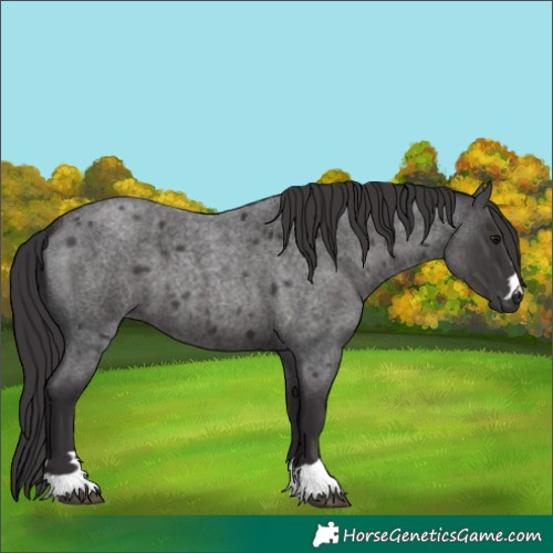 Horse Color:Smoky Blue Roan