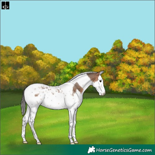 Horse Color:Bay Dun Splash Tobiano 