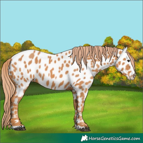 Horse Color:Chestnut Appaloosa 