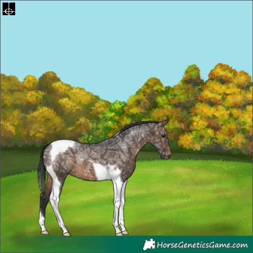 Horse Color:Brown Ice Dun Tobiano Blanket 