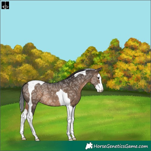 Horse Color:Brown Ice Dun Splash Tobiano Varnish Rabicano 
