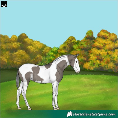 Horse Color:Grullo Sabino Splash Tobiano Varnish 