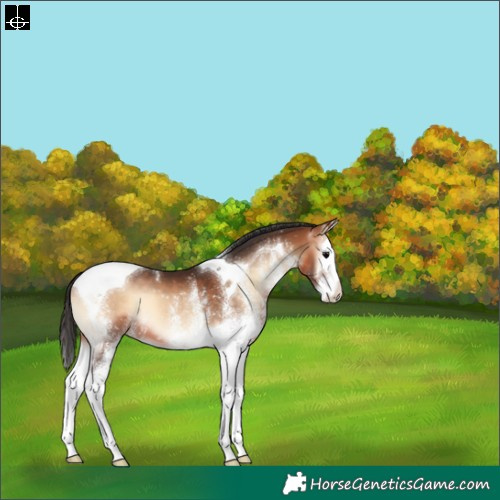 Horse Color:White Spotted Brown Onyx Splash Tobiano Varnish 