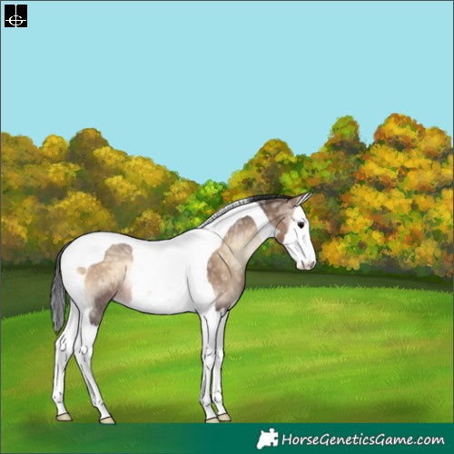 Horse Color:Brown Ice Onyx Splash Tobiano Rabicano 