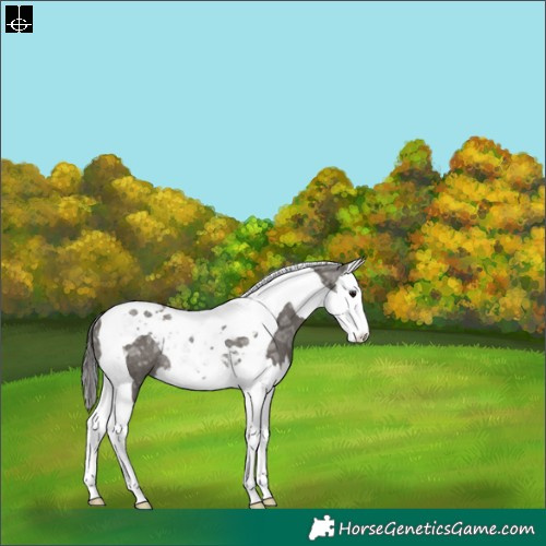Horse Color:Grullo Ice Splash Tobiano Appaloosa Rabicano 