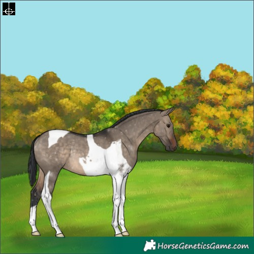 Horse Color:Brown Dun Tobiano Rabicano 
