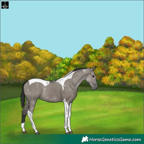 Horse Color:Grullo Tobiano Rabicano 