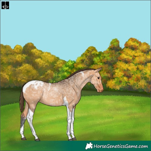 Horse Color:Bay Ice Dun Tobiano Appaloosa Rabicano 