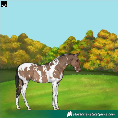 Horse Color:White Spotted Liver Red Dun Tobiano Varnish Rabicano 
