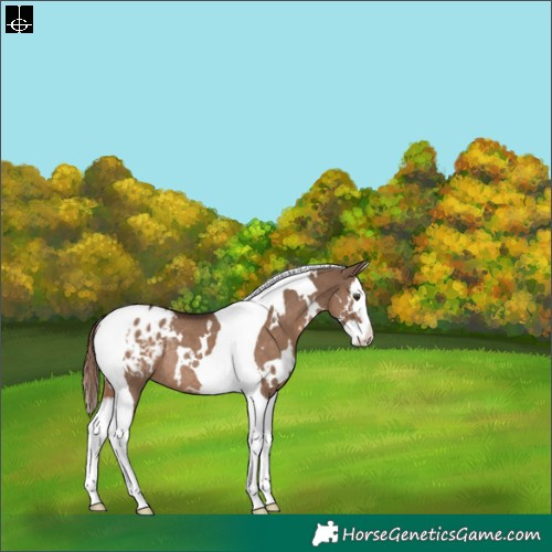 Horse Color:White Spotted Liver Red Dun Splash Tobiano Blanket Rabicano 