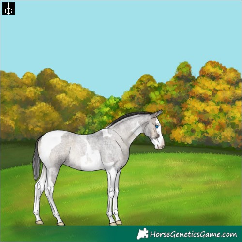 Horse Color:Smoky Blue Onyx Roan Splash Tobiano Rabicano 