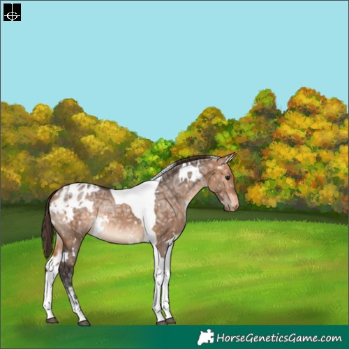Horse Color:White Spotted Bay Ice Dun Tobiano Appaloosa Rabicano 
