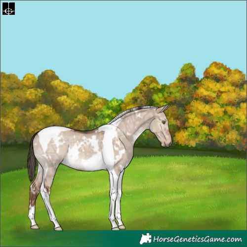 Horse Color:White Spotted Liver Red Dun Ice Tobiano 