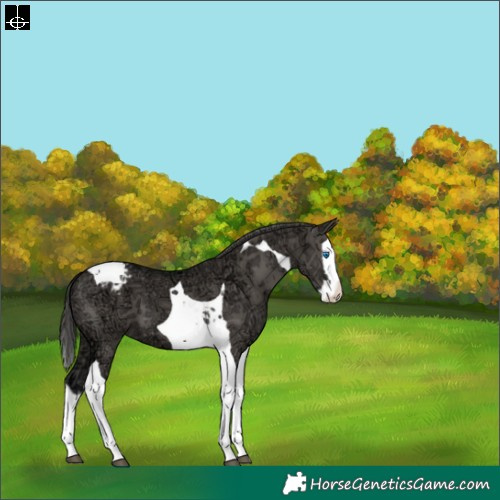 Horse Color:Grullo Ice Splash Tobiano Appaloosa 