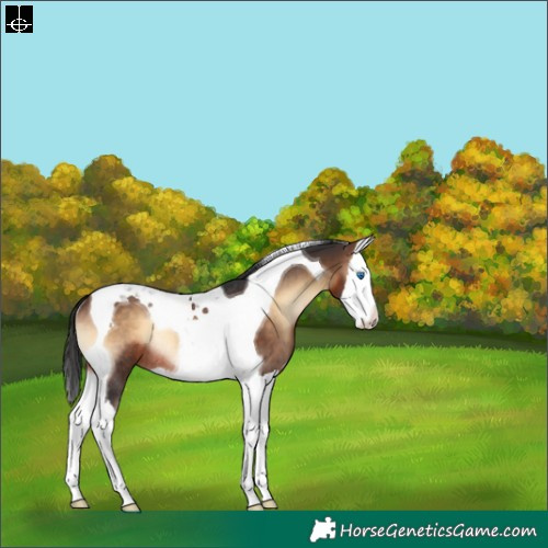 Horse Color:Brown Onyx Splash Tobiano Rabicano 