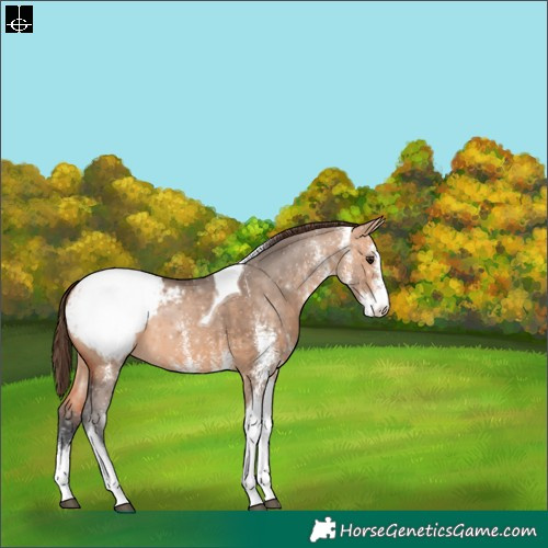 Horse Color:White Spotted Bay Dun Tobiano Appaloosa 