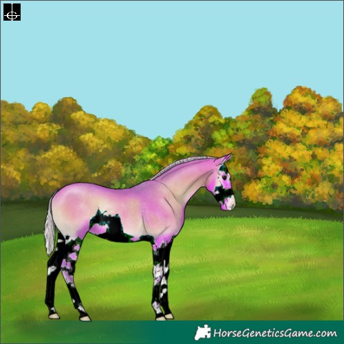 Horse Color:Watercolor Silver Bay Onyx Splash Appaloosa Rabicano 