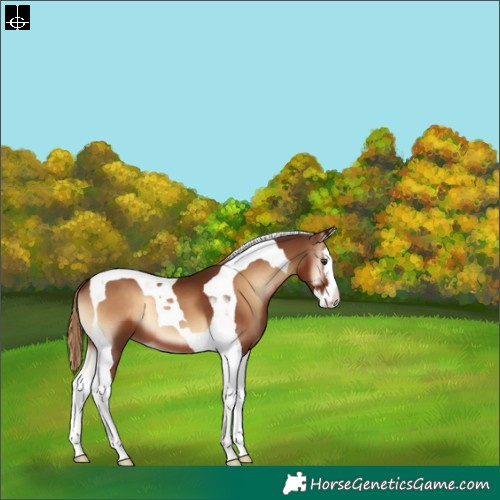 Horse Color:Red Onyx Splash Tobiano 