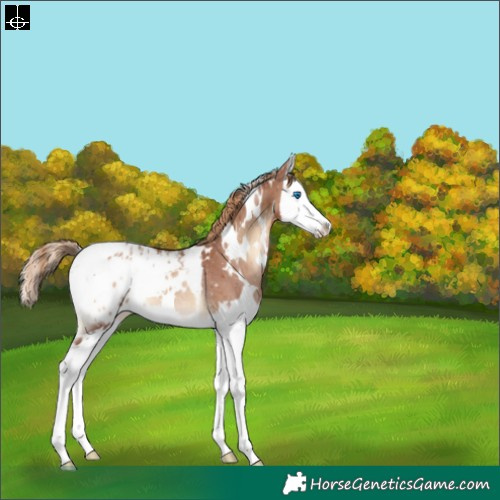 Horse Color:White Spotted Red Onyx Splash Appaloosa Rabicano 