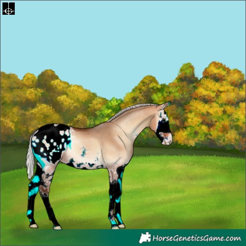 Horse Color:Silver Bay Onyx Sabino Splash Appaloosa Rabicano 
