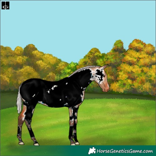 Horse Color:Silver Bay Dun Tobiano Appaloosa 