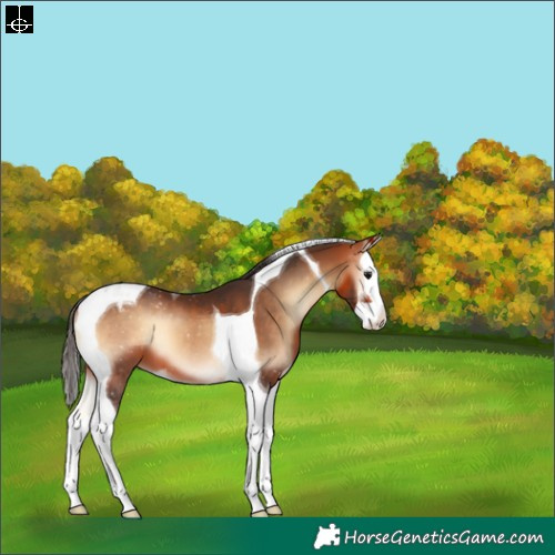 Horse Color:Bay Onyx Splash Tobiano Appaloosa 