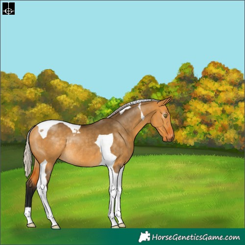 Horse Color:Gray Silver Buckskin Dun Tobiano Appaloosa Rabicano 