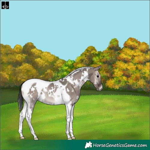 Horse Color:White Spotted Grullo Onyx Tobiano Rabicano 