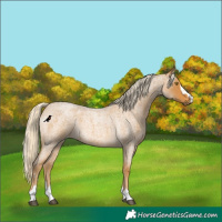 Horse Color:Palomino Roan 