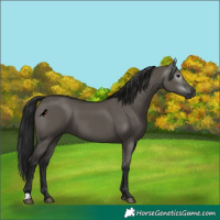 Horse Color:Gray Grullo