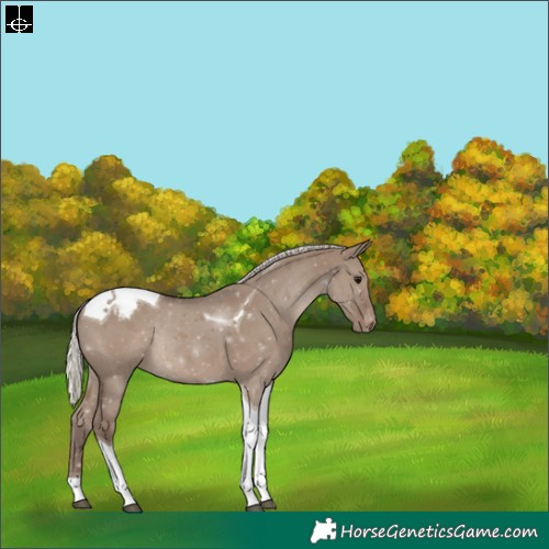 Horse Color:Silver Grullo Tobiano Appaloosa Rabicano 