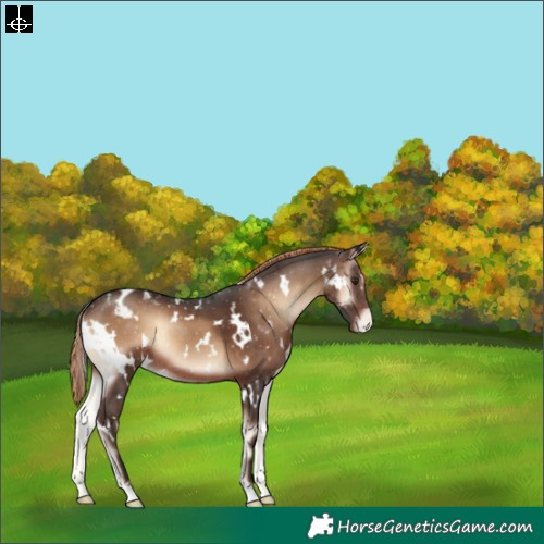 Horse Color:White Spotted Liver Red Onyx Appaloosa Rabicano 