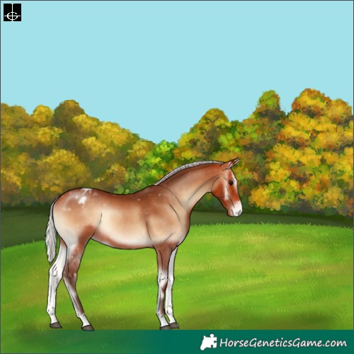 Horse Color:Silver Bay Onyx Appaloosa Rabicano 