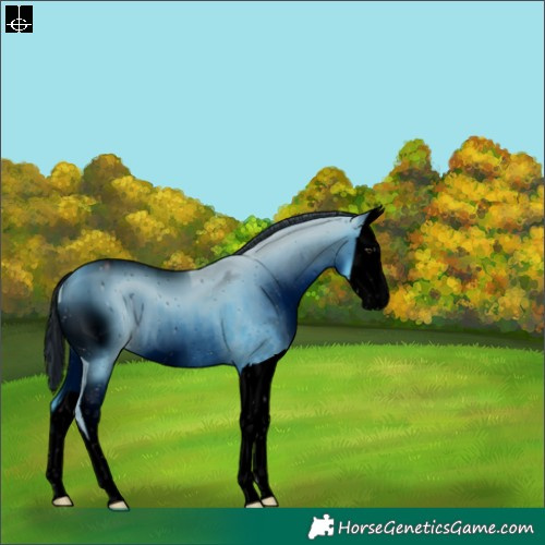 Horse Color:ERROR: UNKNOWN ANOMALY