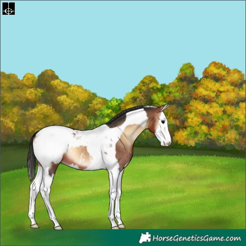 Horse Color:Brown Onyx Splash Tobiano Appaloosa 
