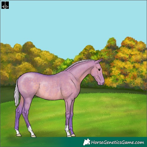 Horse Color:Watercolor Silver Grullo Appaloosa Rabicano 