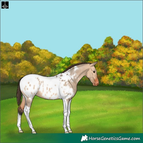 Horse Color:Bay Dun Tobiano Blanket Rabicano 