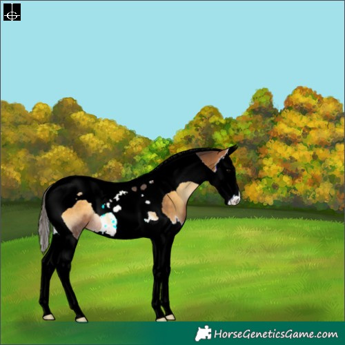 Horse Color:Buckskin Onyx Splash Tobiano Rabicano 