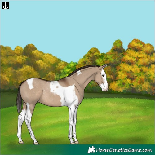 Horse Color:Liver Red Dun Splash Tobiano Appaloosa 