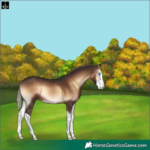 Horse Color:Liver Red Onyx Sabino Splash Rabicano 
