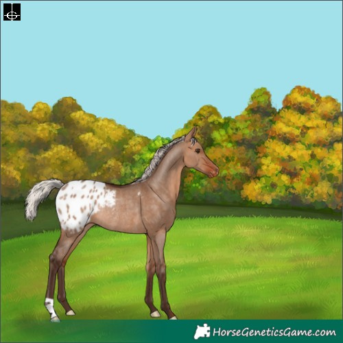 Horse Color:Silver Bay Dun Appaloosa Rabicano 
