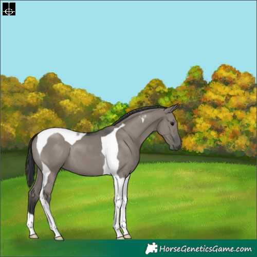Horse Color:Grullo Tobiano 