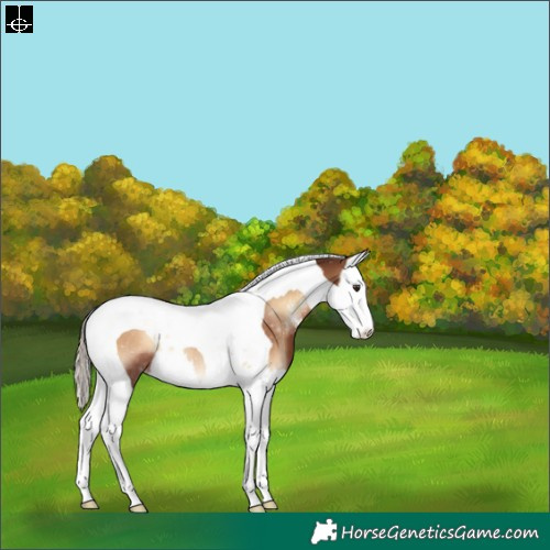 Horse Color:Red Onyx Sabino Splash Tobiano Rabicano 