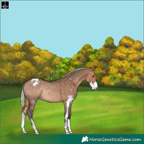 Horse Color:Silver Brown Dun Sabino Appaloosa Rabicano 