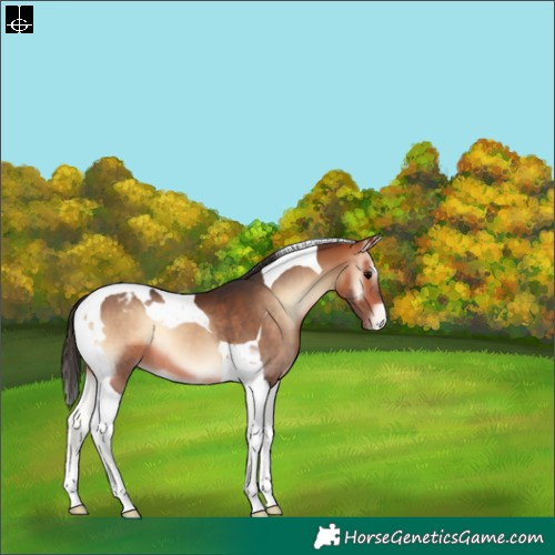 Horse Color:Bay Onyx Tobiano Appaloosa 