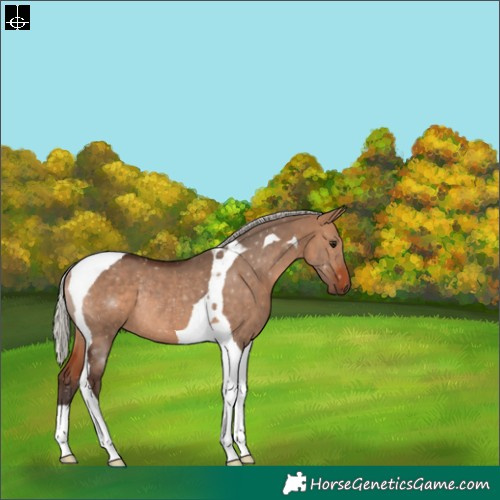Horse Color:Silver Bay Dun Tobiano Rabicano