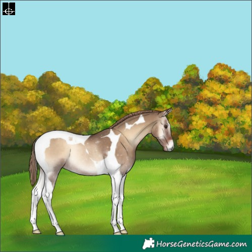 Horse Color:Liver Red Dun Onyx Tobiano Rabicano 