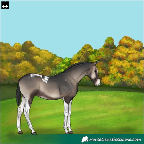 Horse Color:Blue Onyx Tobiano Appaloosa Rabicano 