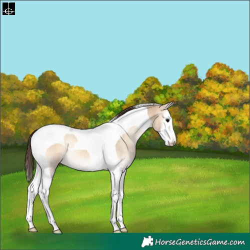 Horse Color:Bay Onyx Splash Tobiano Varnish 